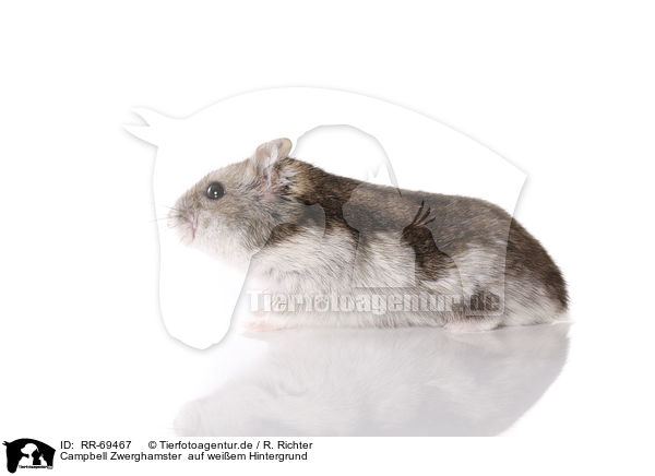 Campbell Zwerghamster  auf weiem Hintergrund / Campbell's dwarf hamster on white background / RR-69467