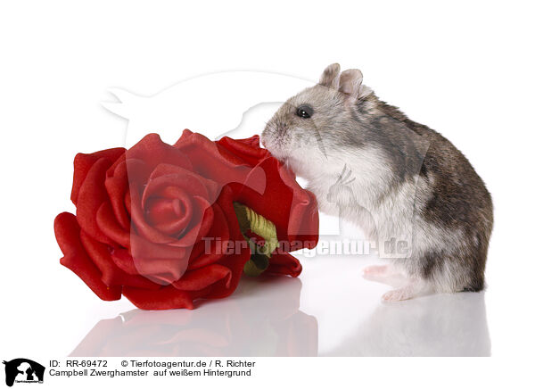 Campbell Zwerghamster  auf wei�em Hintergrund / Campbell's dwarf hamster on white background / RR-69472