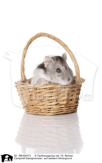 Campbell Zwerghamster  auf wei�em Hintergrund / Campbell's dwarf hamster on white background / RR-69473