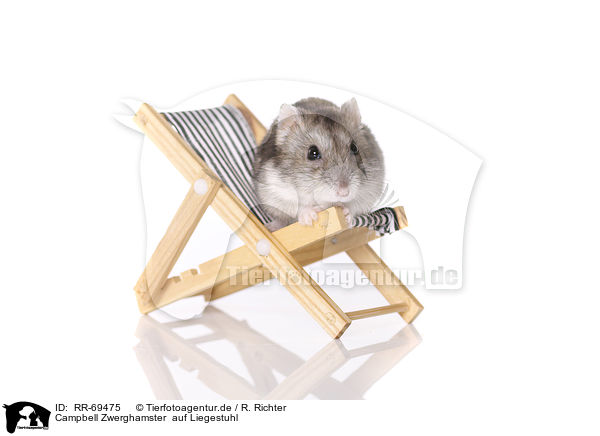 Campbell Zwerghamster  auf Liegestuhl / Campbell's dwarf hamster sits on canvas chair / RR-69475