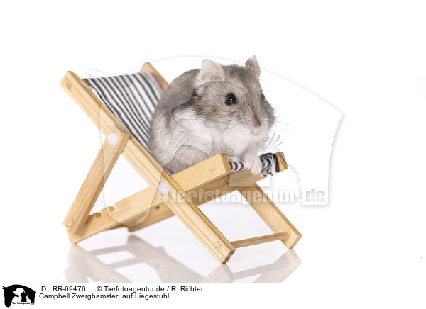Campbell Zwerghamster  auf Liegestuhl / Campbell's dwarf hamster sits on canvas chair / RR-69476