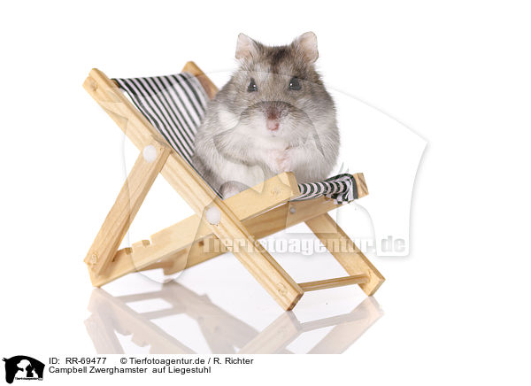 Campbell Zwerghamster  auf Liegestuhl / Campbell's dwarf hamster sits on canvas chair / RR-69477
