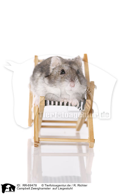 Campbell Zwerghamster  auf Liegestuhl / Campbell's dwarf hamster sits on canvas chair / RR-69478