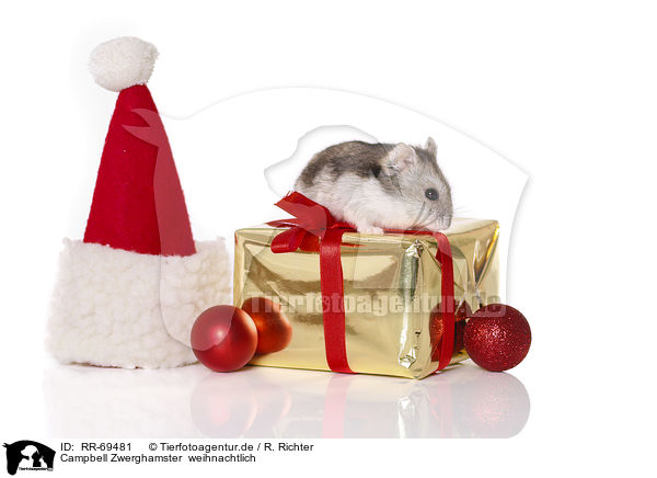 Campbell Zwerghamster  weihnachtlich / Campbell's dwarf hamster at christmas / RR-69481