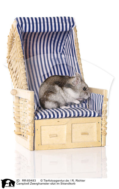 Campbell Zwerghamster sitzt im Strandkorb / Campbell's dwarf hamster on beach chair / RR-69483