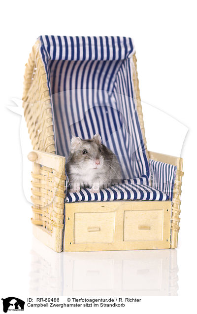 Campbell Zwerghamster sitzt im Strandkorb / Campbell's dwarf hamster on beach chair / RR-69486