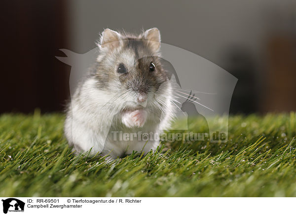 Campbell Zwerghamster / Campbell's dwarf hamster / RR-69501