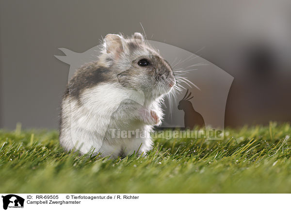 Campbell Zwerghamster / Campbell's dwarf hamster / RR-69505