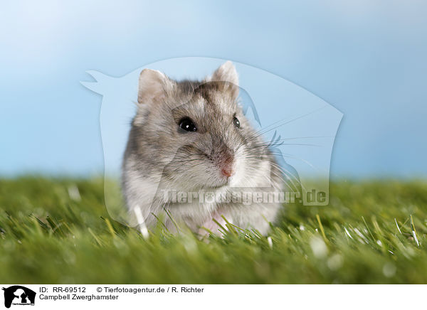 Campbell Zwerghamster / Campbell's dwarf hamster / RR-69512