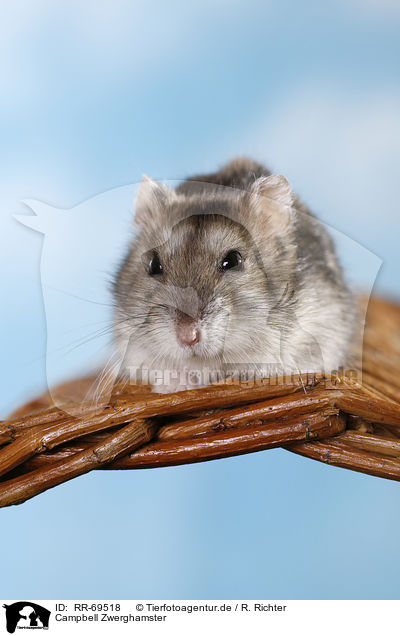 Campbell Zwerghamster / RR-69518