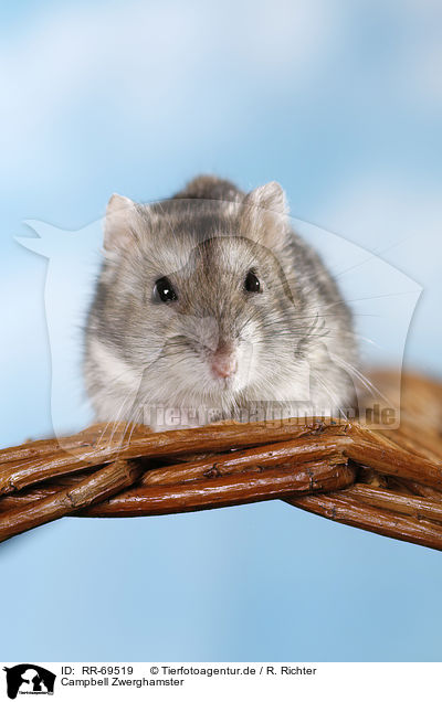 Campbell Zwerghamster / RR-69519