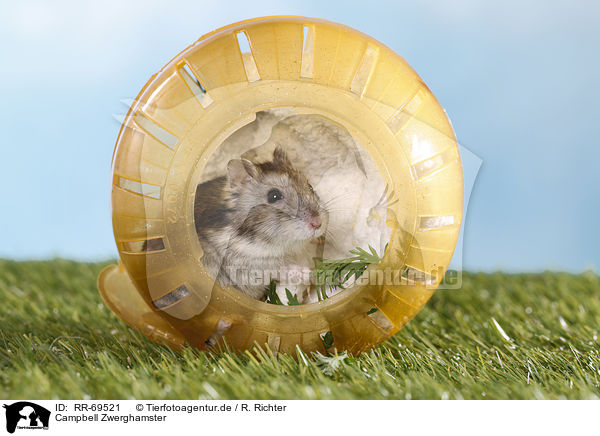 Campbell Zwerghamster / Campbell's dwarf hamster / RR-69521
