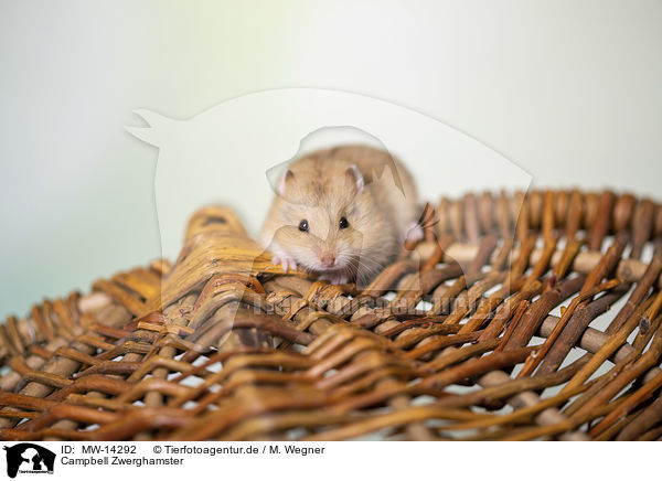 Campbell Zwerghamster / Campbells dwarf hamster / MW-14292