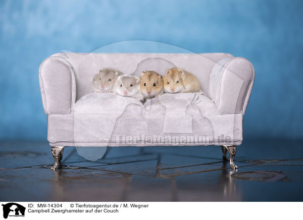 Campbell Zwerghamster auf der Couch / Campbells dwarf hamster on the couch / MW-14304