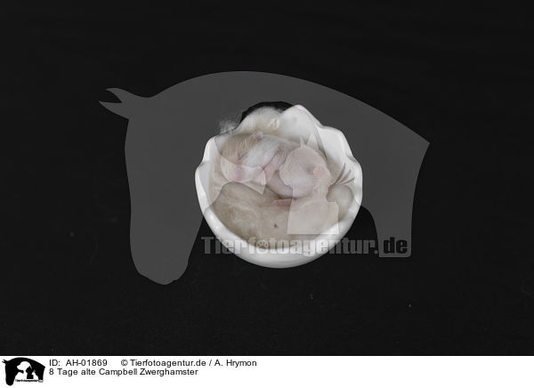 8 Tage alte Campbell Zwerghamster / 8 days old Campbells dwarf hamster / AH-01869