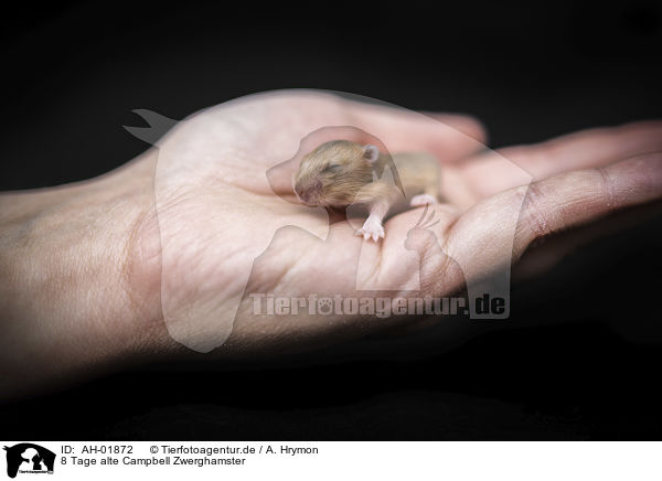 8 Tage alte Campbell Zwerghamster / 8 days old Campbells dwarf hamster / AH-01872