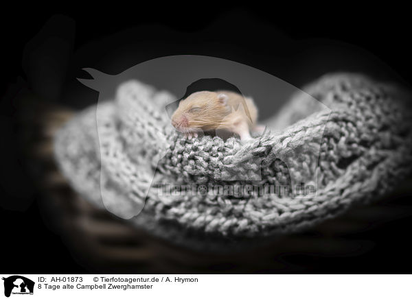 8 Tage alte Campbell Zwerghamster / 8 days old Campbells dwarf hamster / AH-01873