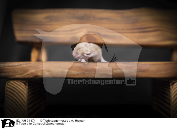 8 Tage alte Campbell Zwerghamster / AH-01874
