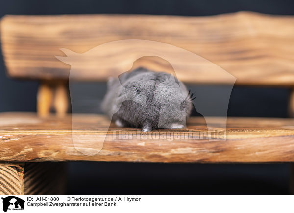 Campbell Zwerghamster auf einer Bank / Campbells dwarf hamster on a bench / AH-01880