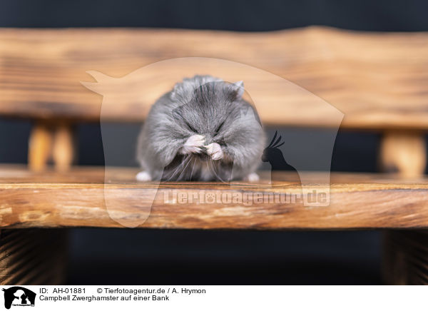 Campbell Zwerghamster auf einer Bank / Campbells dwarf hamster on a bench / AH-01881