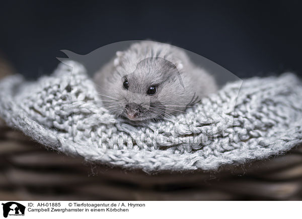 Campbell Zwerghamster in einem Krbchen / Campbells dwarf hamster in a basket / AH-01885
