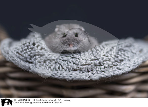 Campbell Zwerghamster in einem Krbchen / Campbells dwarf hamster in a basket / AH-01886