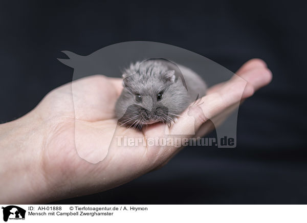 Mensch mit Campbell Zwerghamster / human with Campbells dwarf hamster / AH-01888