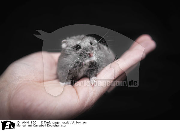 Mensch mit Campbell Zwerghamster / human with Campbells dwarf hamster / AH-01890