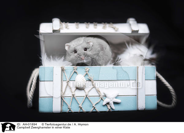 Campbell Zwerghamster in einer Kiste / Campbells dwarf hamster in a box / AH-01894