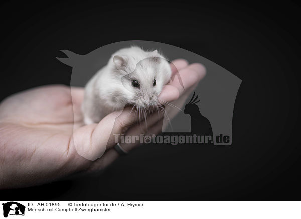 Mensch mit Campbell Zwerghamster / human with Campbells dwarf hamster / AH-01895