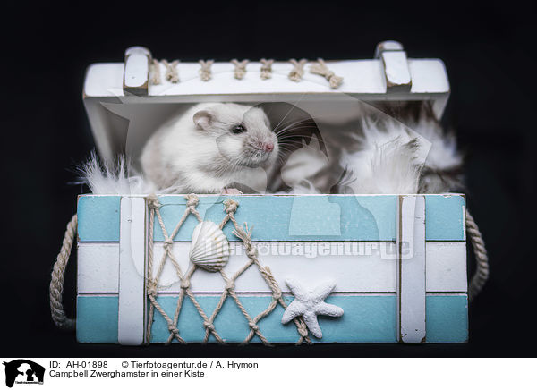 Campbell Zwerghamster in einer Kiste / Campbells dwarf hamster in a box / AH-01898