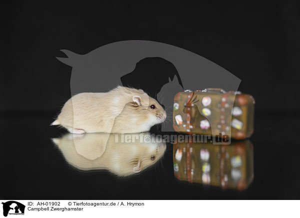 Campbell Zwerghamster / Campbells dwarf hamster / AH-01902