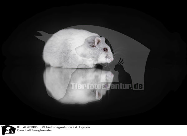 Campbell Zwerghamster / Campbells dwarf hamster / AH-01905