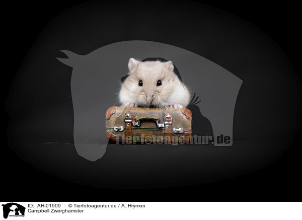 Campbell Zwerghamster / Campbells dwarf hamster / AH-01909