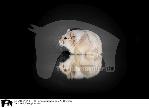 Campbell Zwerghamster / Campbells dwarf hamster / AH-01911