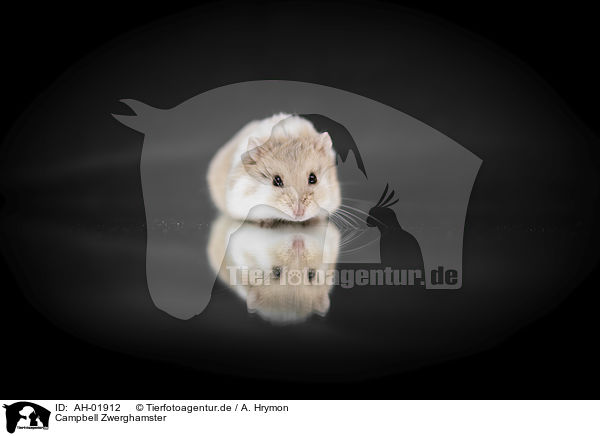 Campbell Zwerghamster / Campbells dwarf hamster / AH-01912