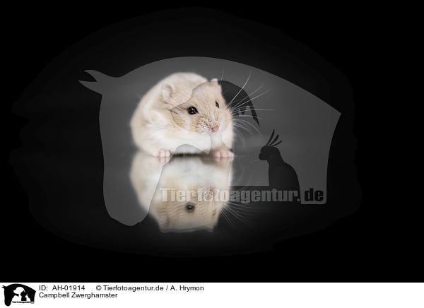 Campbell Zwerghamster / Campbells dwarf hamster / AH-01914