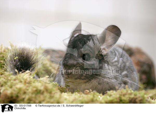 Chinchilla / SS-01766