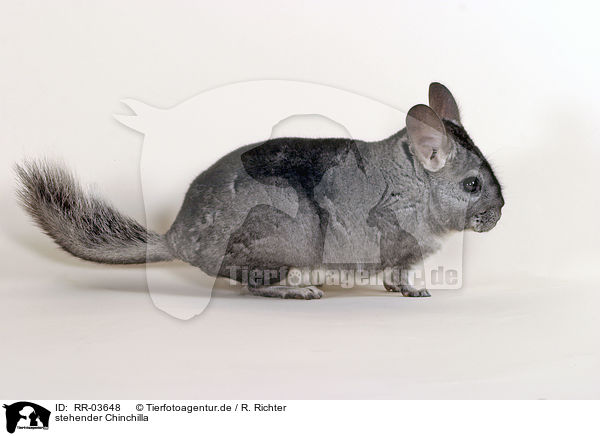 stehender Chinchilla / RR-03648