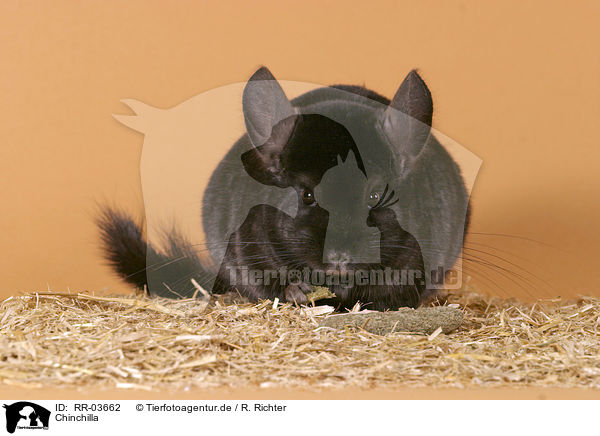 Chinchilla / Laniger / RR-03662