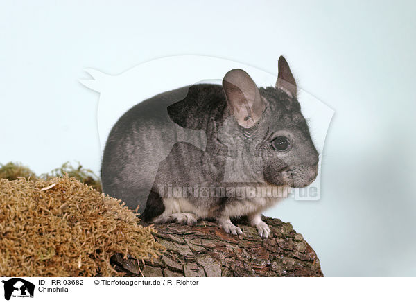 Chinchilla / Laniger / RR-03682