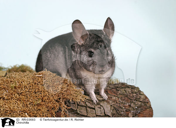 Chinchilla / Laniger / RR-03683