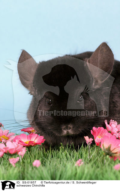 schwarzes Chinchilla / black Chinchilla / SS-01857