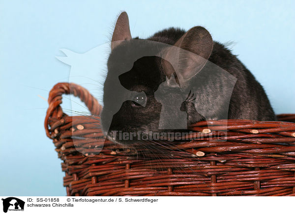 schwarzes Chinchilla / black Chinchilla / SS-01858