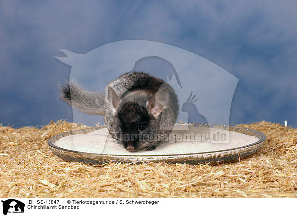 Chinchilla mit Sandbad / Chinchilla with sand bath / SS-13847