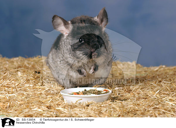 fressendes Chinchilla / eating Chinchilla / SS-13854