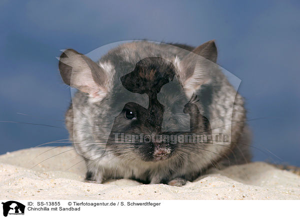 Chinchilla mit Sandbad / Chinchilla with sand bath / SS-13855