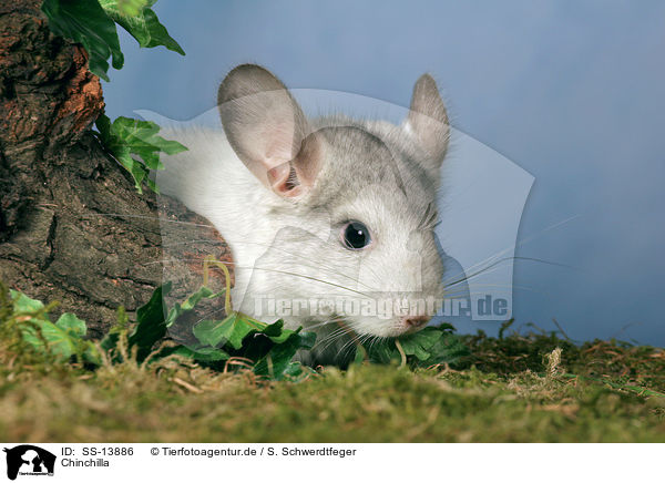 Chinchilla / Chinchilla / SS-13886