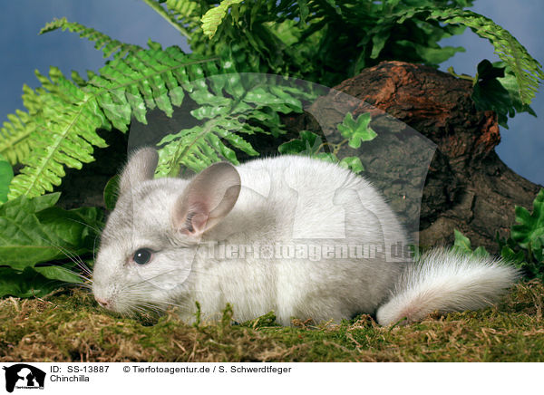 Chinchilla / Chinchilla / SS-13887