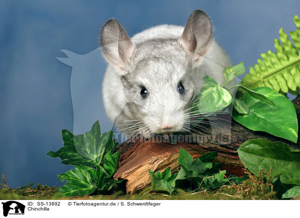 Chinchilla / Chinchilla / SS-13892